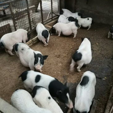 巴马香猪藏香猪种苗出售15斤的多少钱