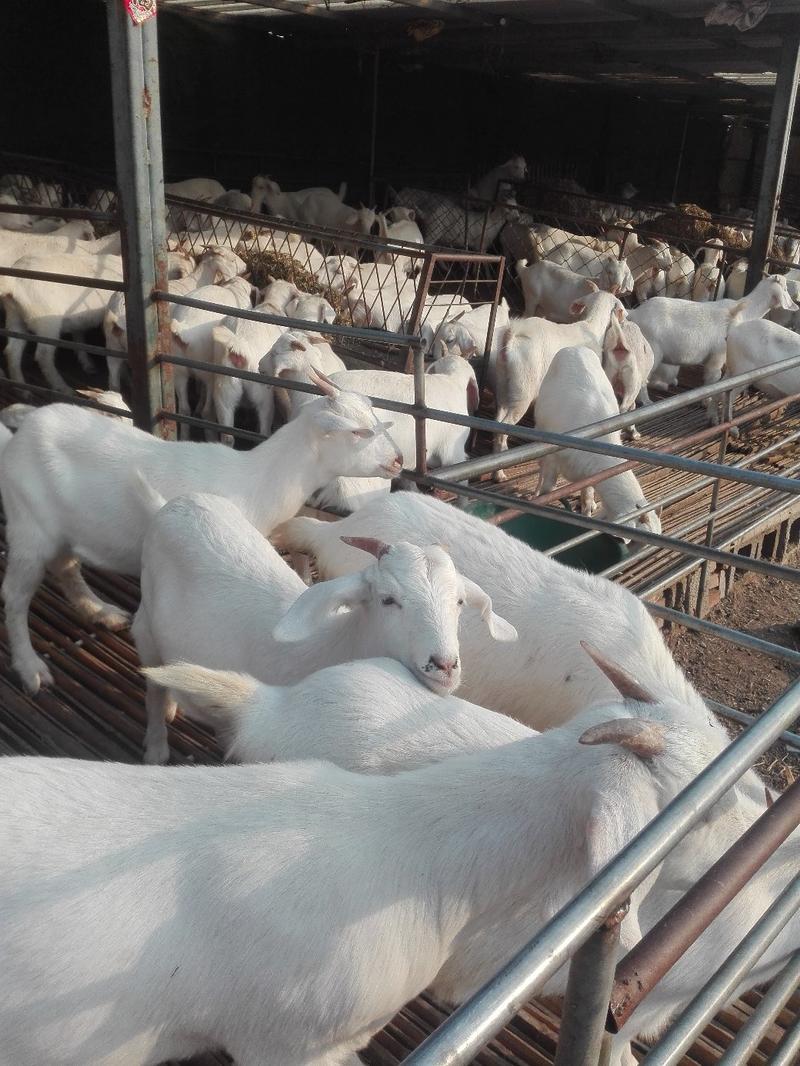 美国大白山羊，长势快，好饲养，种羊繁殖能力好，多胎