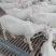 美国大白山羊，长势快，好饲养，种羊繁殖能力好，多胎