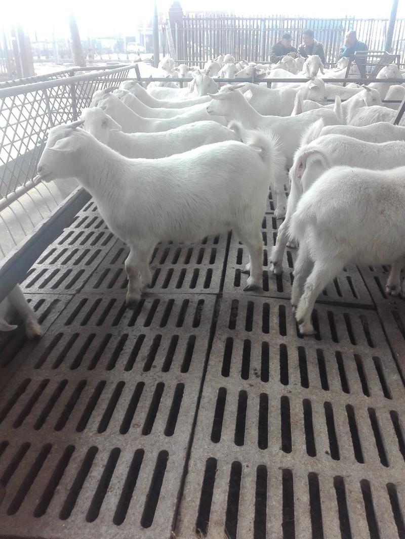 美国大白山羊，长势快，好饲养，种羊繁殖能力好，多胎