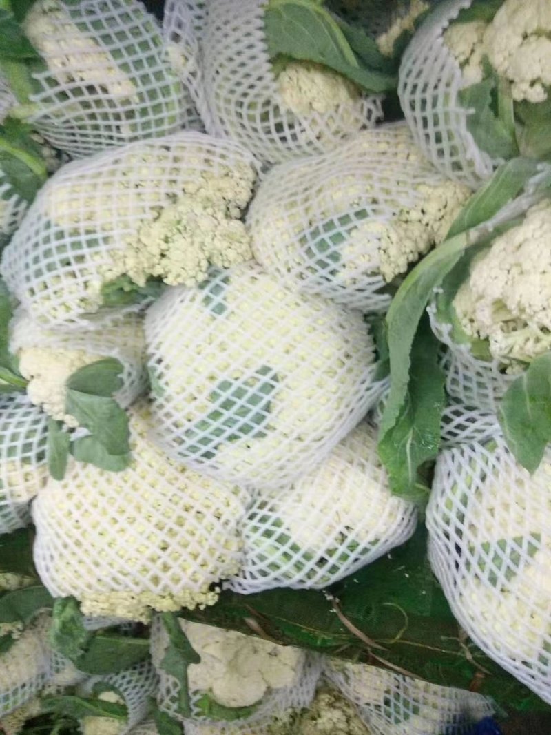 河南优质精选菜花青梗白面，有机花菜基地直采现发