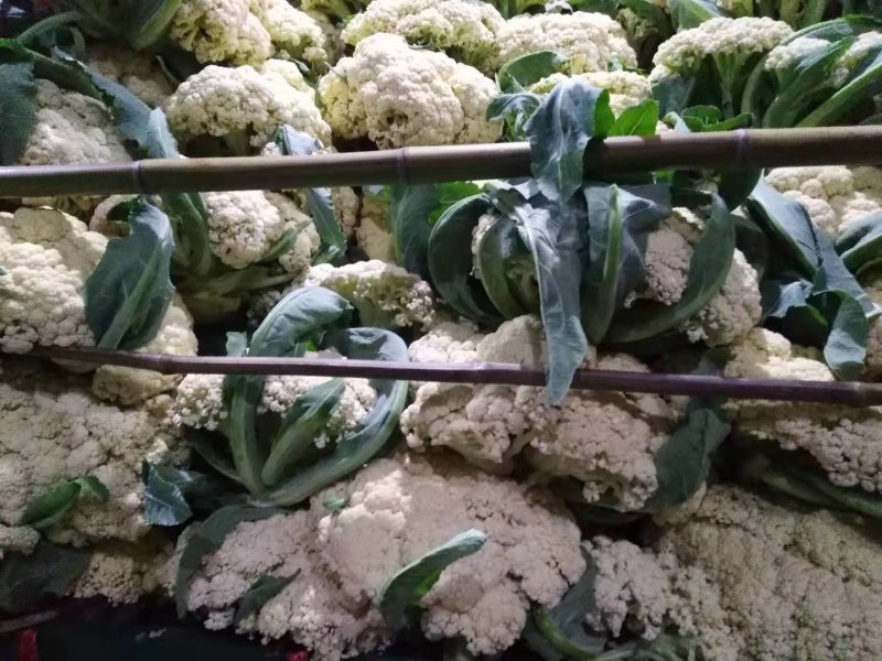 河南优质精选菜花青梗白面，有机花菜基地直采现发