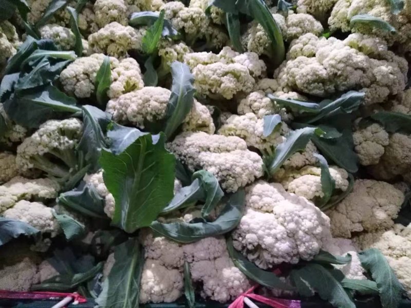 河南优质精选菜花青梗白面，有机花菜基地直采现发