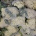 河南优质精选菜花青梗白面，有机花菜基地直采现发