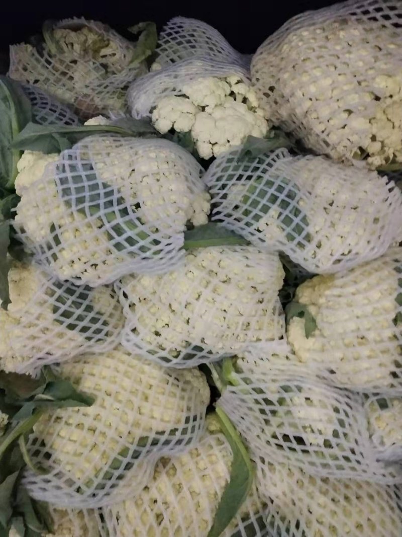 河南优质精选菜花青梗白面，有机花菜基地直采现发