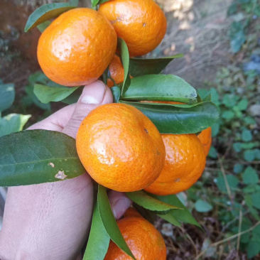 一级砂糖橘上市