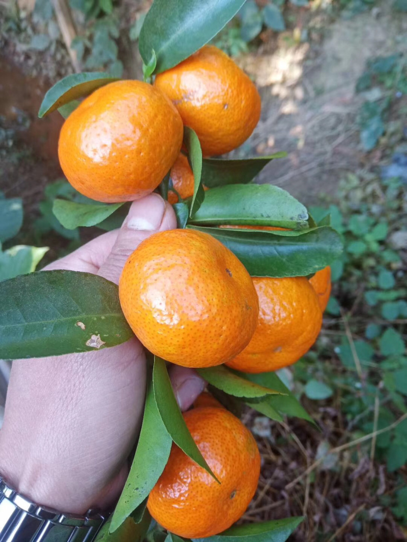 一级砂糖橘上市