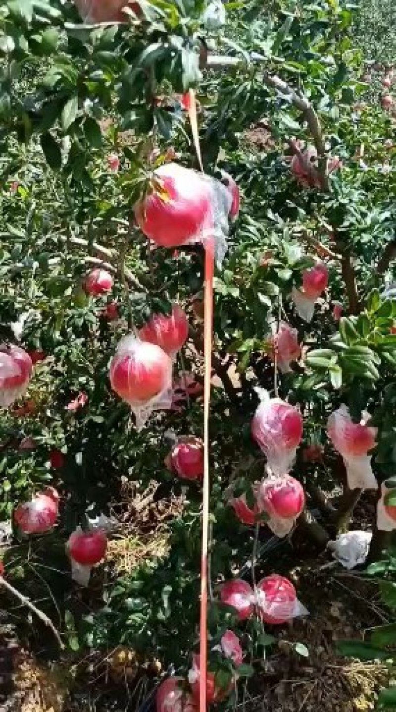 四川会理突尼斯软籽石榴，入口即化口感好，保质保量，货源充足。