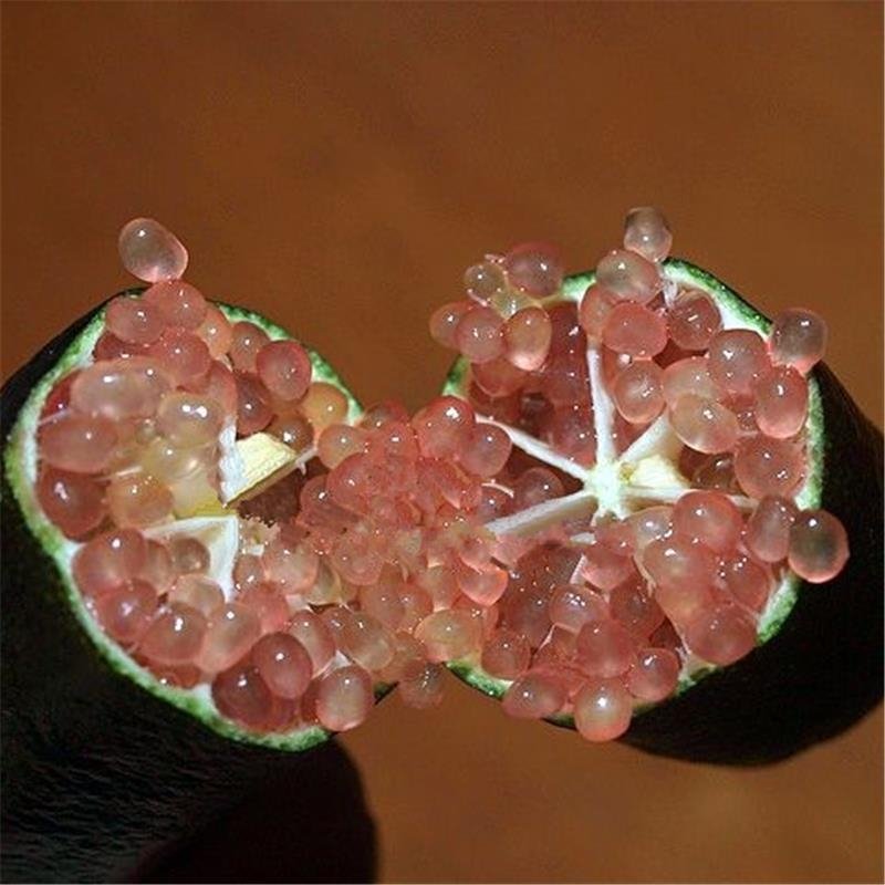 正宗手指柠檬苗青柠檬苗黄柠檬苗红柠檬苗