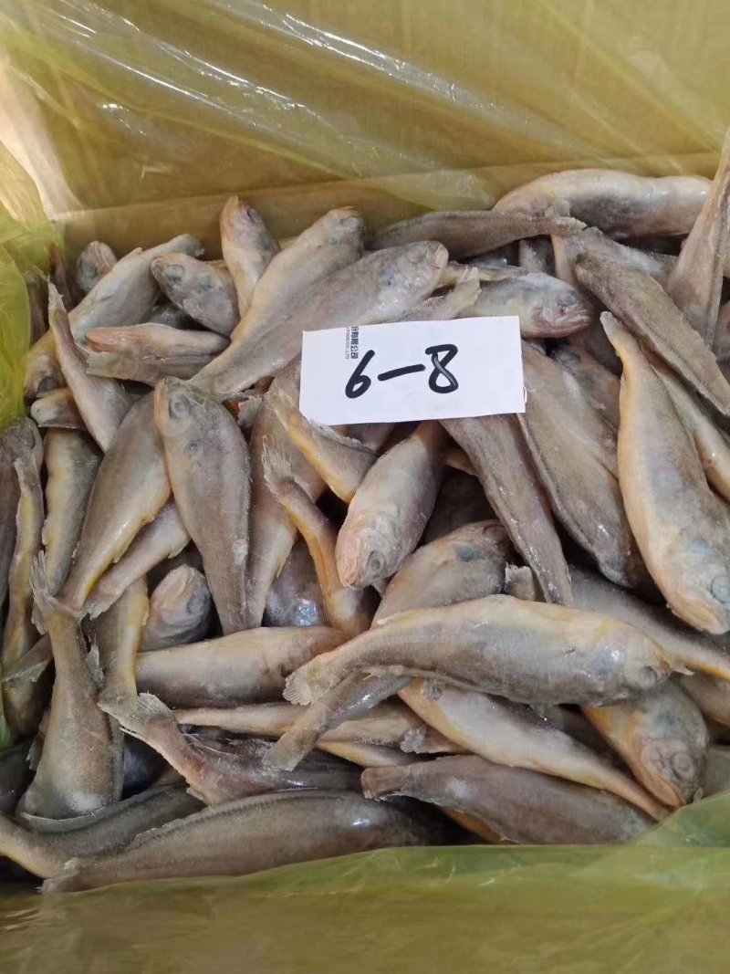 小黄花鱼口感好价格低质量杠杠滴欢迎询价订购
