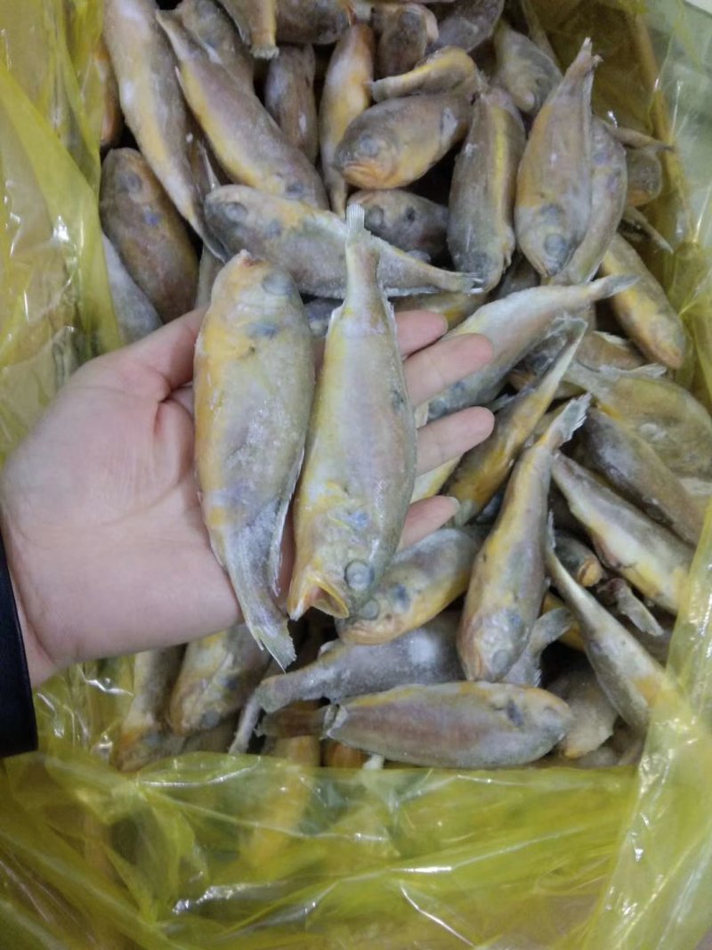 小黄花鱼口感好价格低质量杠杠滴欢迎询价订购