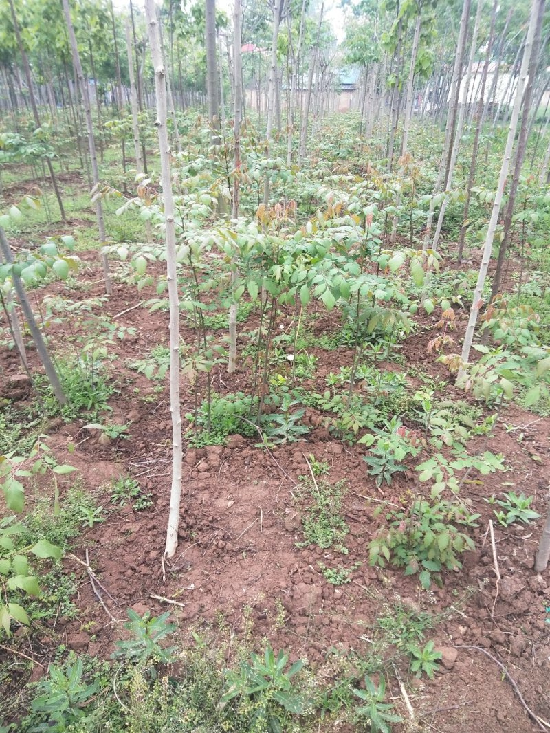 栾树苗，黄花栾树苗，质优价廉