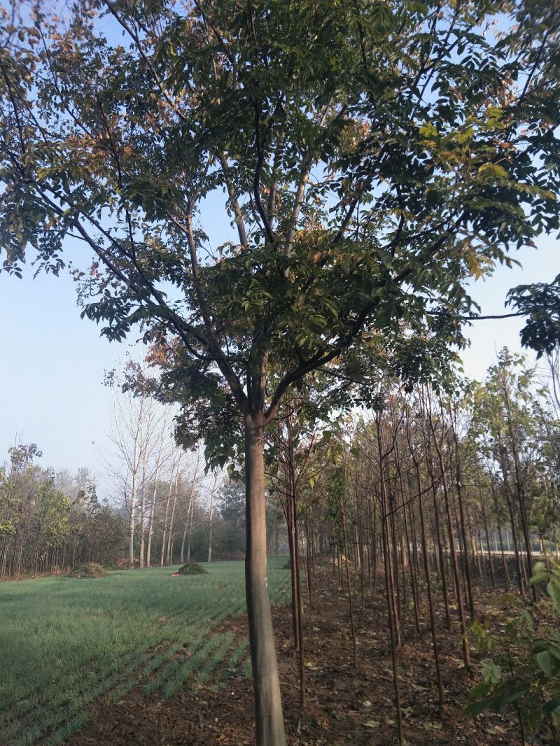 栾树苗，黄花栾树苗，质优价廉
