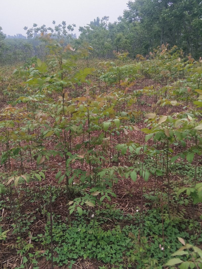 栾树苗，黄花栾树苗，质优价廉