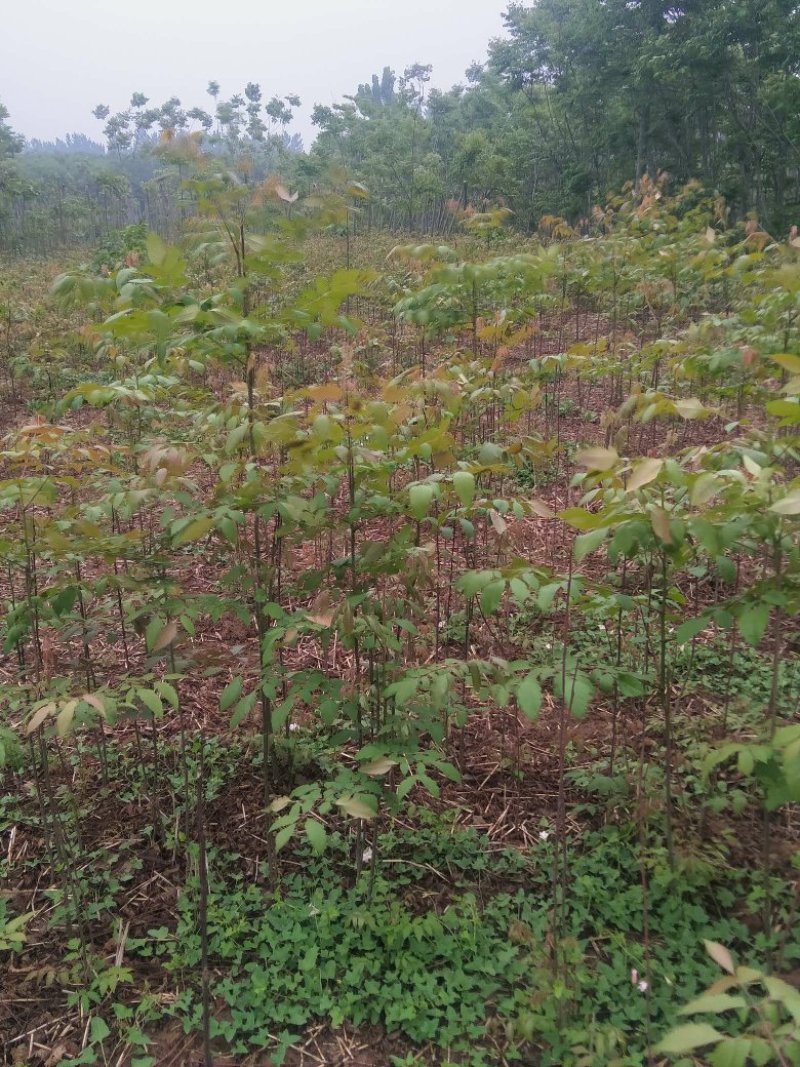 栾树苗，黄花栾树苗，质优价廉