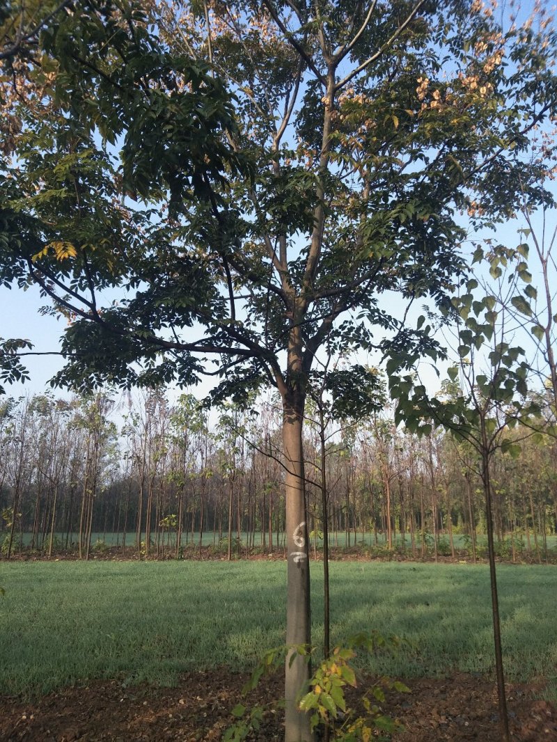栾树苗，黄花栾树苗，质优价廉