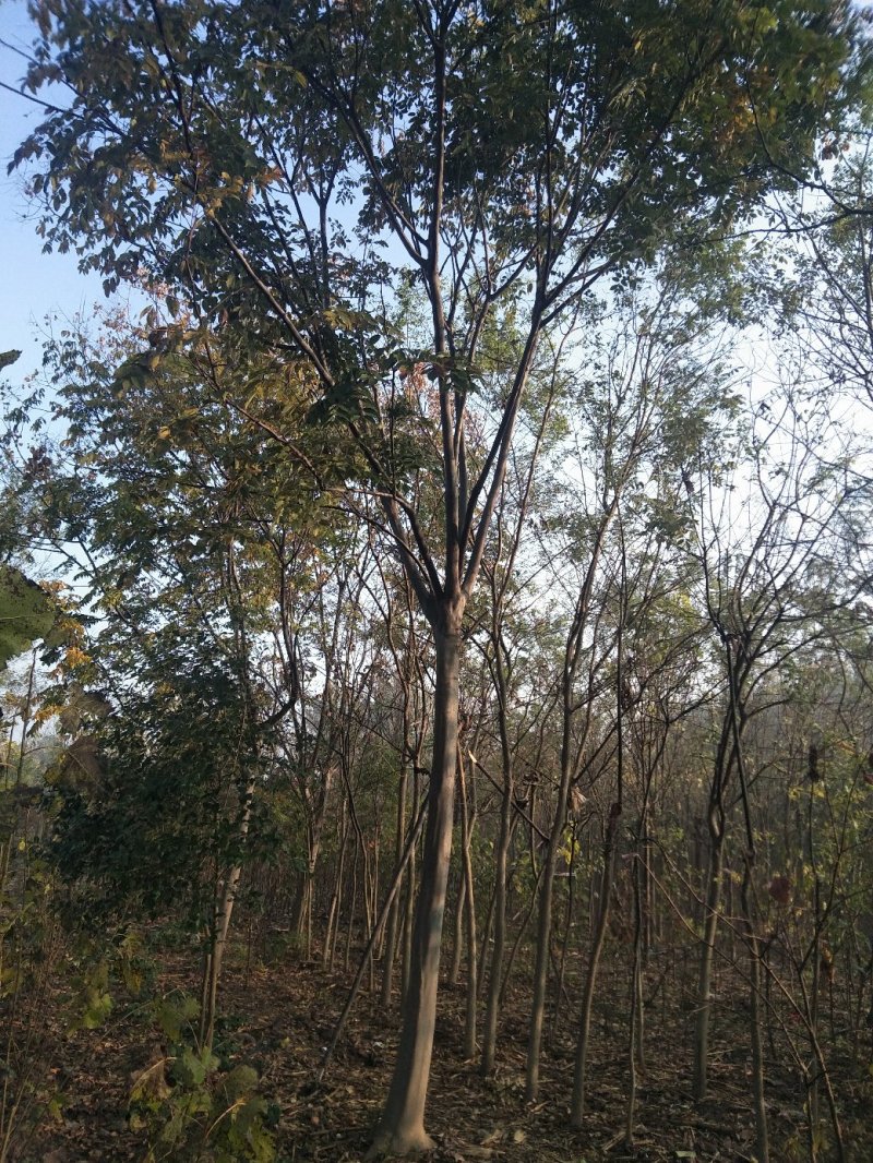 栾树苗，黄花栾树苗，质优价廉