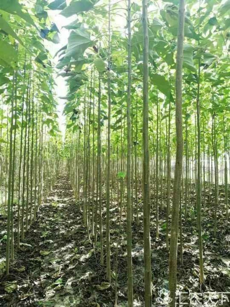 楸树1.5~2m自家苗圃