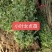 小叶女贞小叶女贞球小叶女贞造型树庭院景观植物