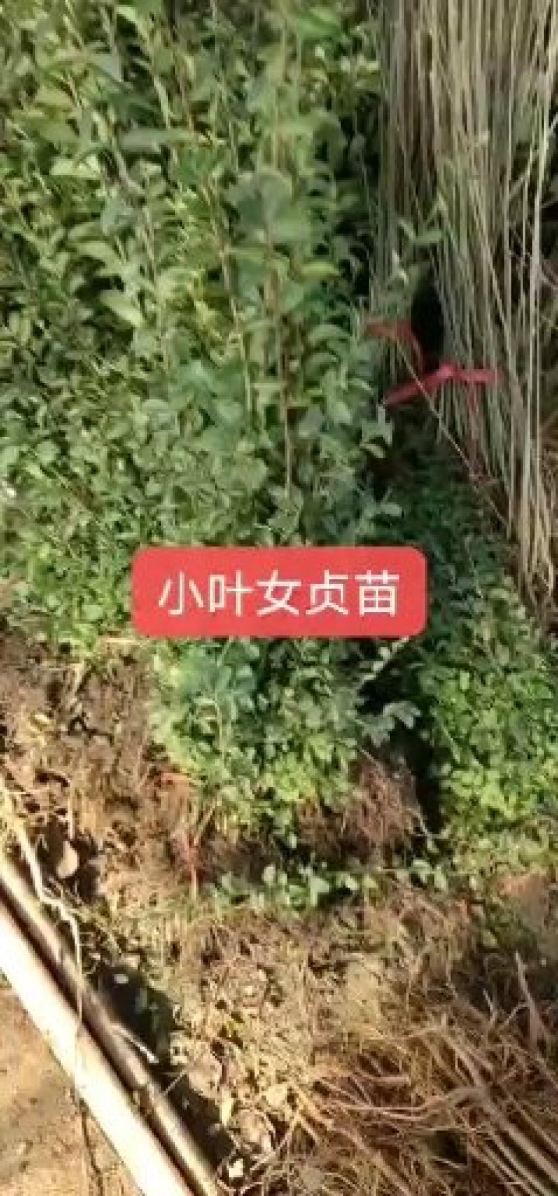 小叶女贞小叶女贞球小叶女贞造型树庭院景观植物