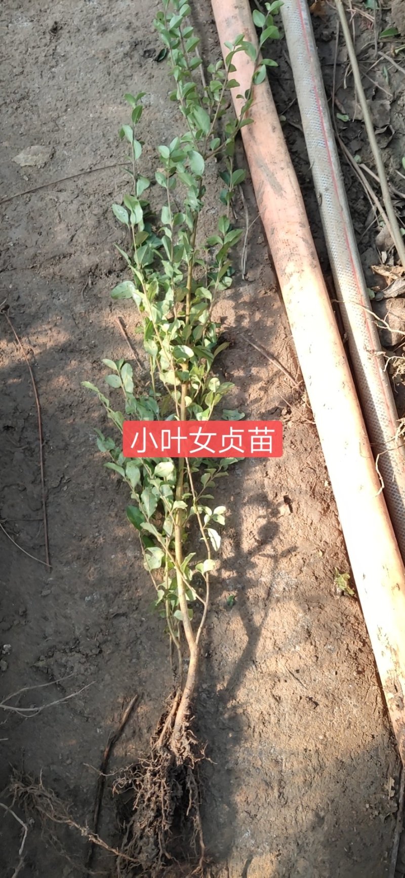 小叶女贞小叶女贞球小叶女贞造型树庭院景观植物