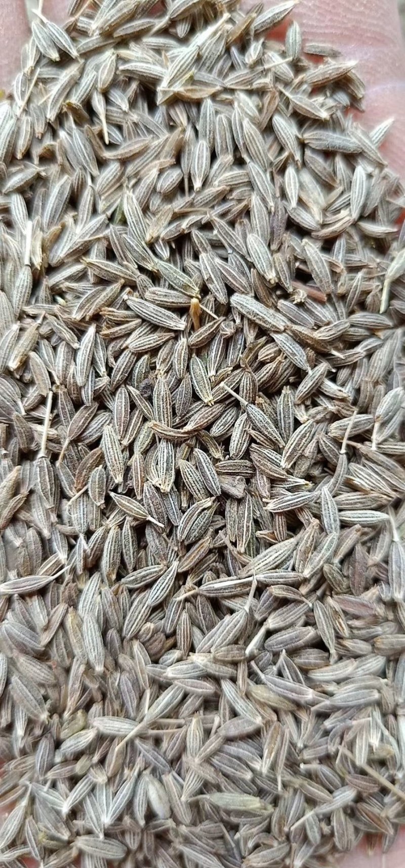 印度进口孜然粒孜然粉欧标995干净足干无杂颗粒大