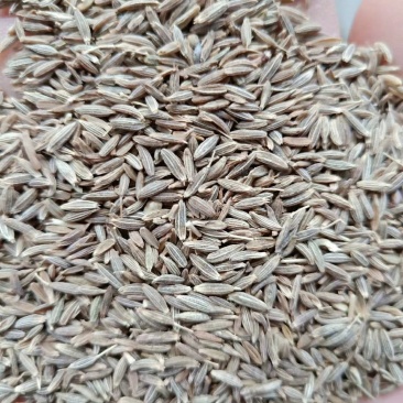 印度进口孜然粒孜然粉欧标995干净足干无杂颗粒大