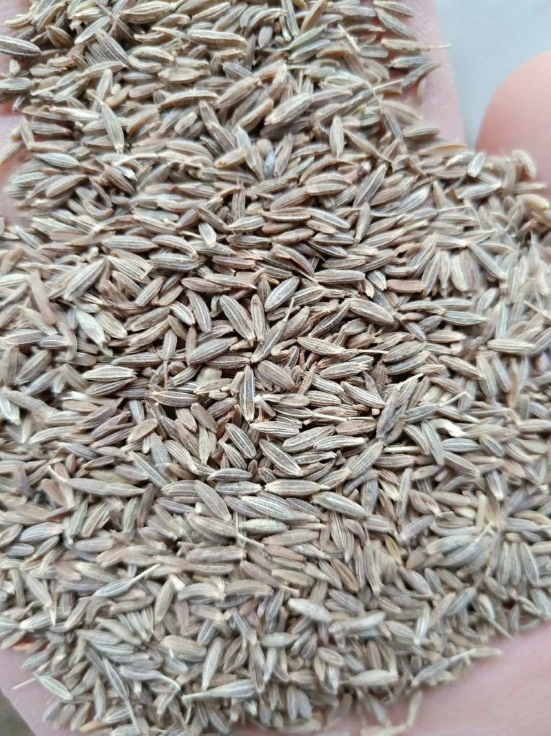 印度进口孜然粒孜然粉欧标995干净足干无杂颗粒大
