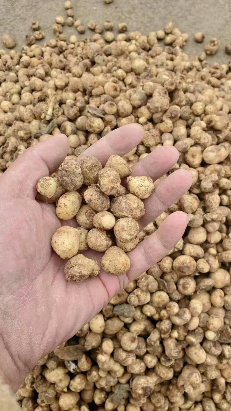 出售河北保定安国优质旱半夏种苗！干净无杂质！品种优良纯正