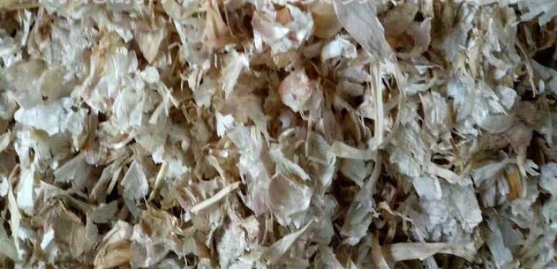 秋优质大蒜皮上市养殖用高蛋白低成本高效益大蒜皮