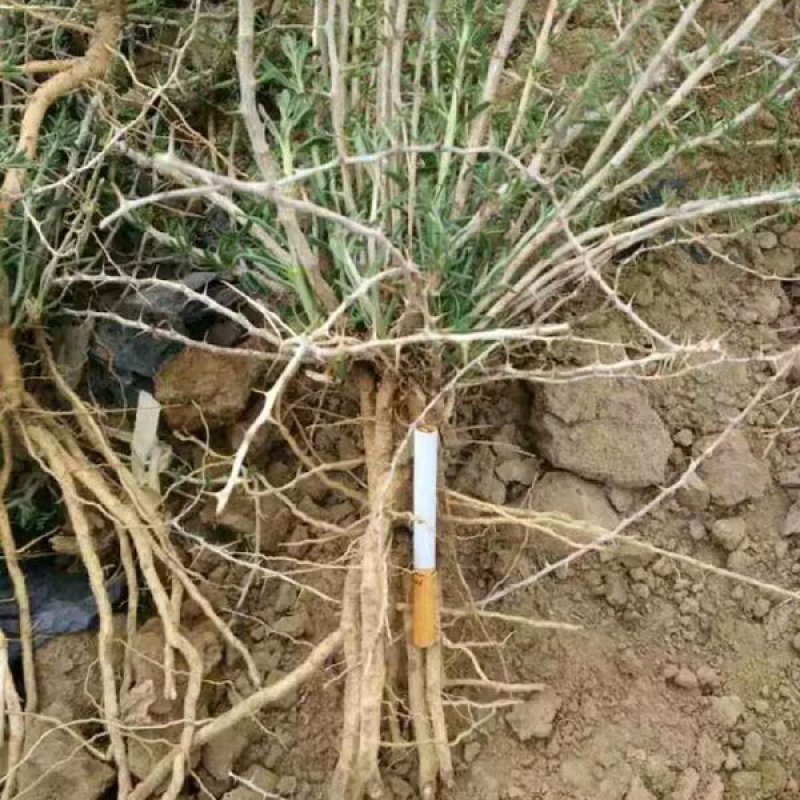 【热卖】红枸杞苗黑枸杞苗盆栽地栽南北适种现挖现发死苗补发