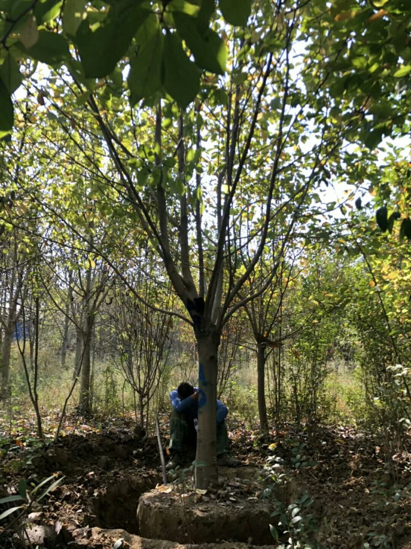 白玉兰，白玉兰基地，潢川县友好苗圃基地白玉兰直销