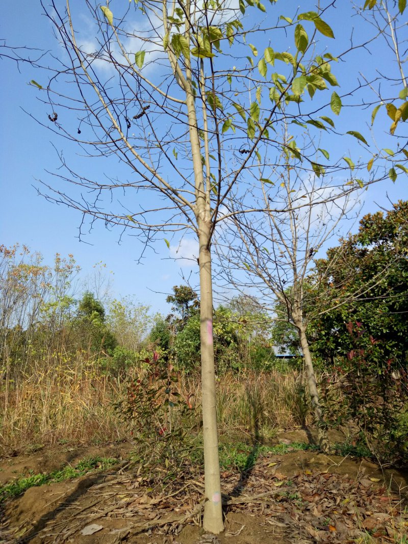 白玉兰，白玉兰基地，潢川县友好苗圃基地白玉兰直销