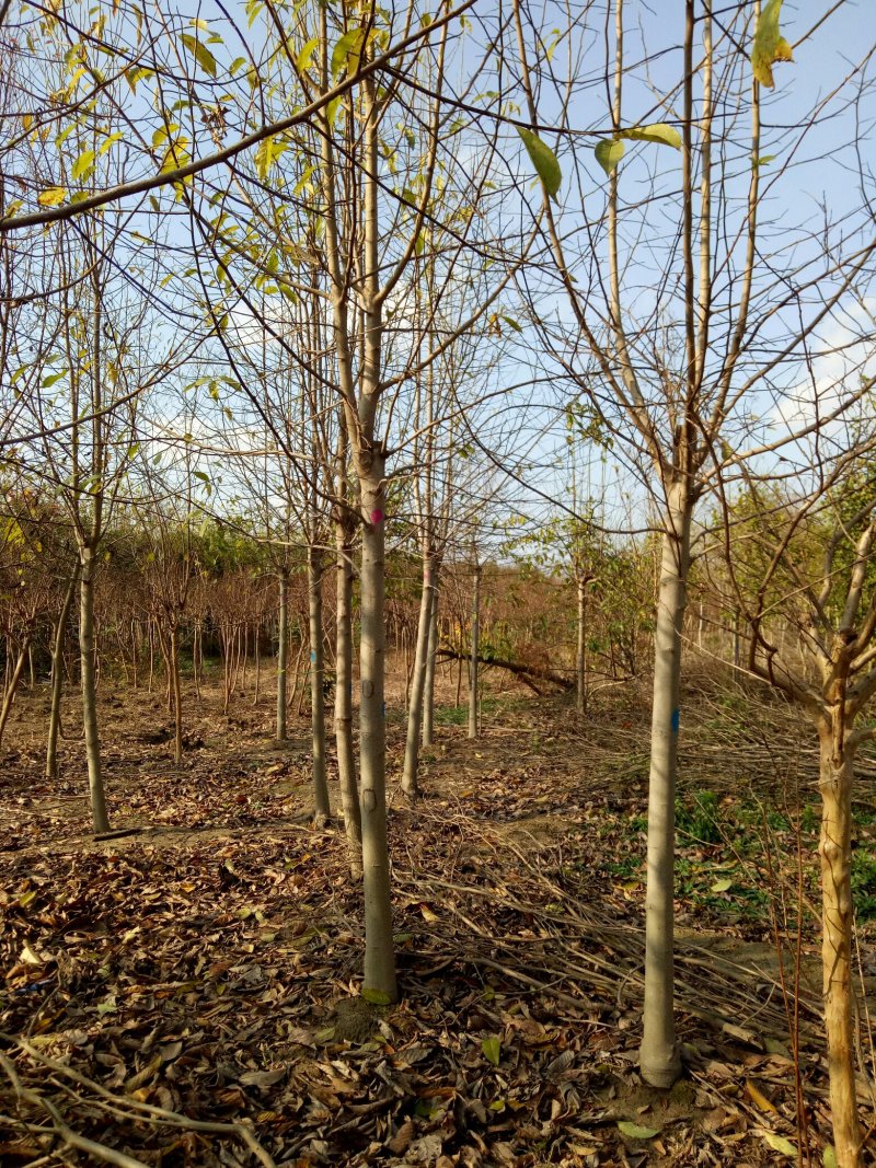 白玉兰，白玉兰基地，潢川县友好苗圃基地白玉兰直销