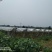 出租掇刀50亩五年葡萄黄桃采摘园