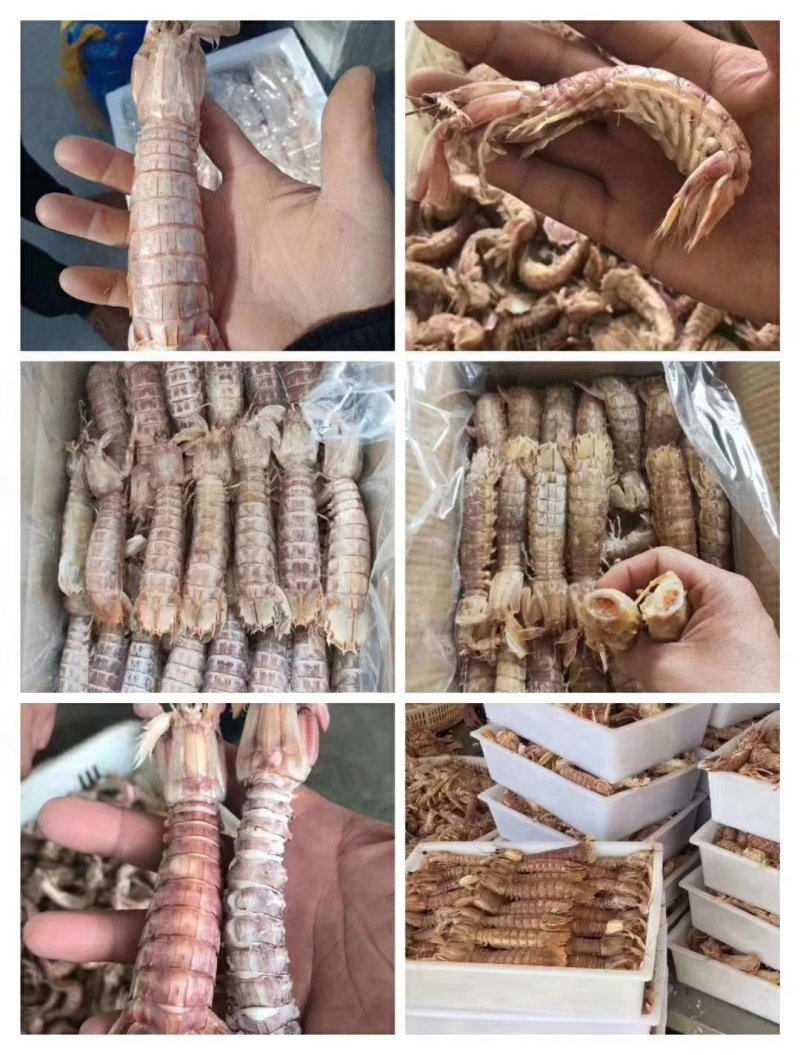 冷冻皮皮虾，新鲜活冻，带黄皮皮虾