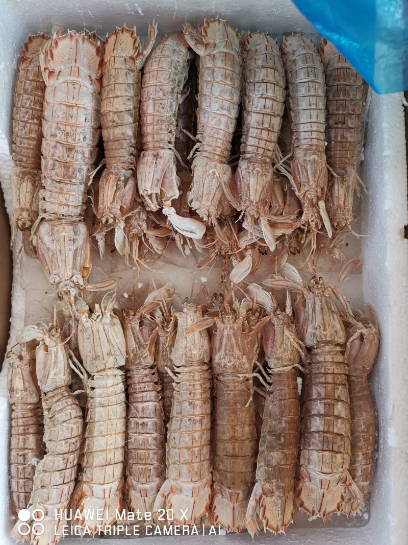冷冻皮皮虾，新鲜活冻，带黄皮皮虾