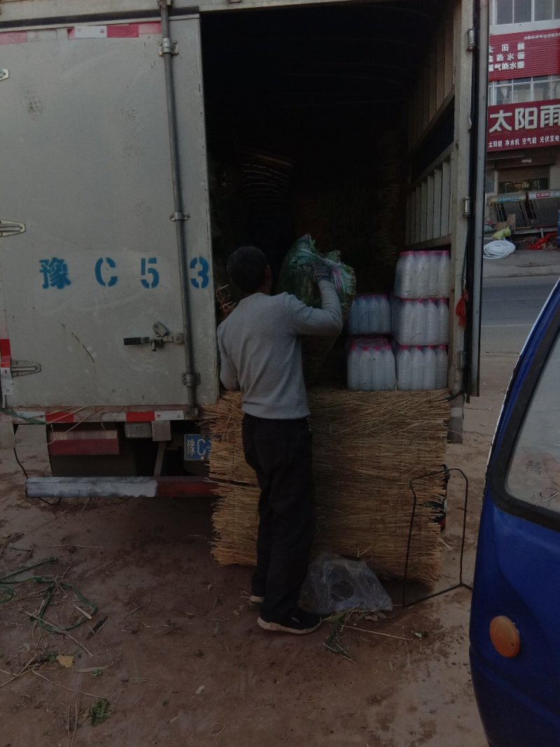 【牛商优选】红根蒜苗每年十月以后大量上市