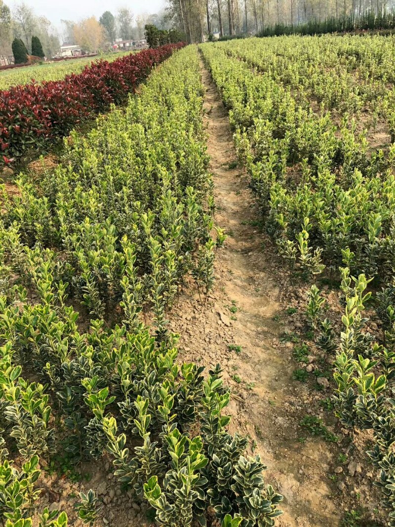 金边黄杨，金边黄杨基地，河南省友好苗圃基地自产自销规格全