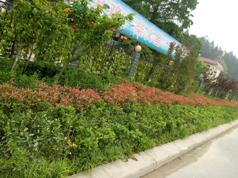 金边黄杨，金边黄杨基地，河南省友好苗圃基地自产自销规格全