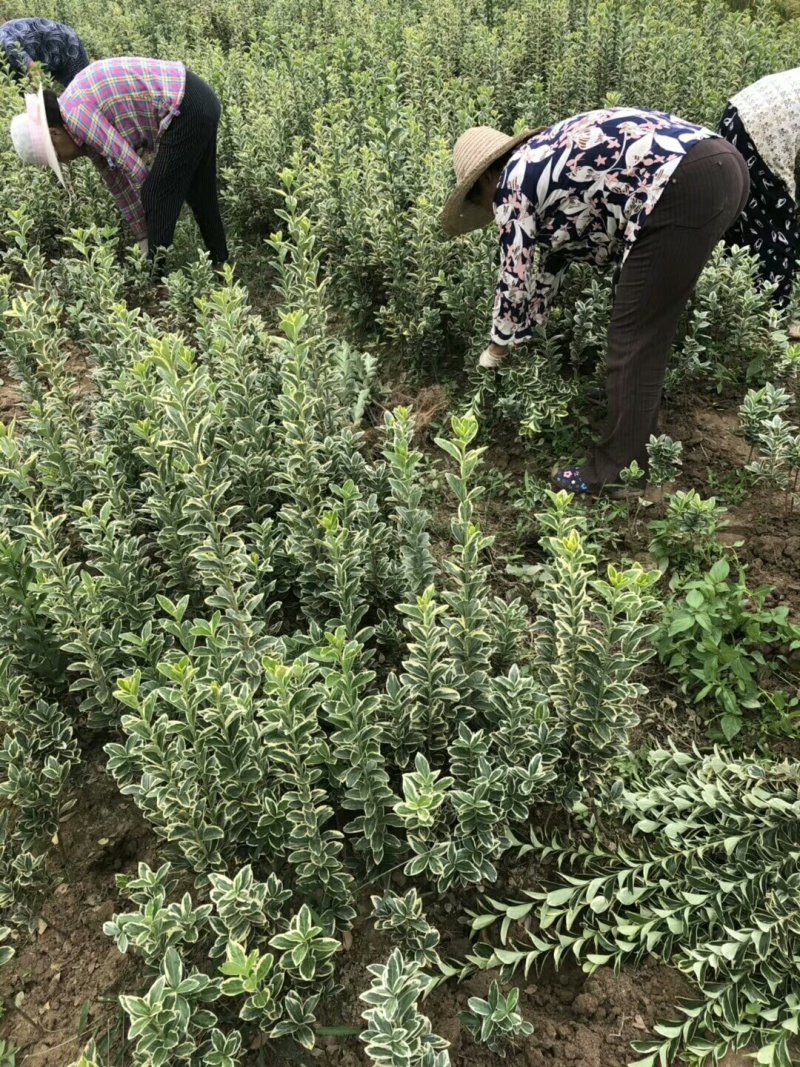 金边黄杨，金边黄杨基地，河南省友好苗圃基地自产自销规格全