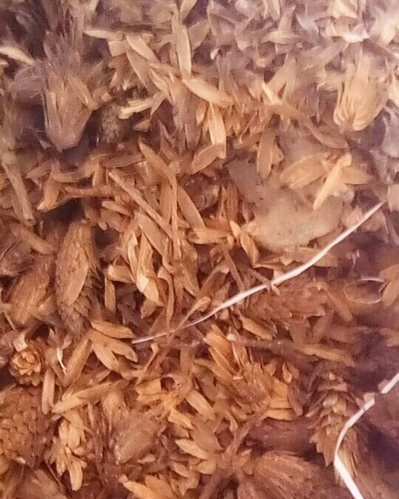 马褂木（鹅掌秋）种子，基地直发量大从优。