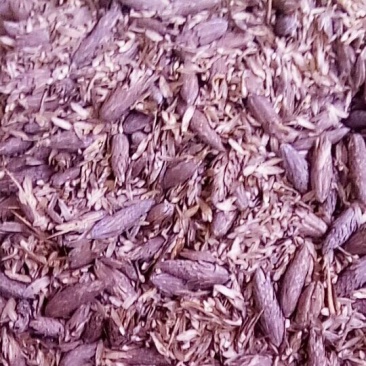 马褂木（鹅掌秋）种子，基地直发量大从优。