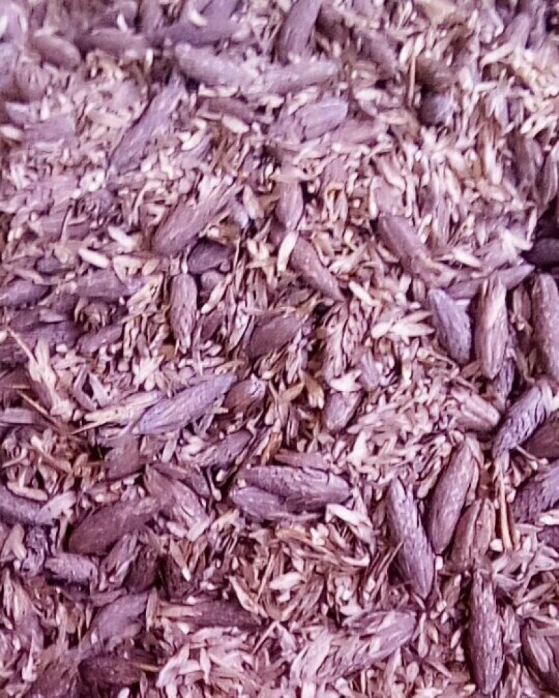 马褂木（鹅掌秋）种子，基地直发量大从优。