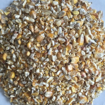 大量优惠供应优质碎玉米颗粒饲料牛羊鹅鸭专用饲料原料