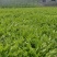 蒲公英茶绿茶工艺炒制味道香