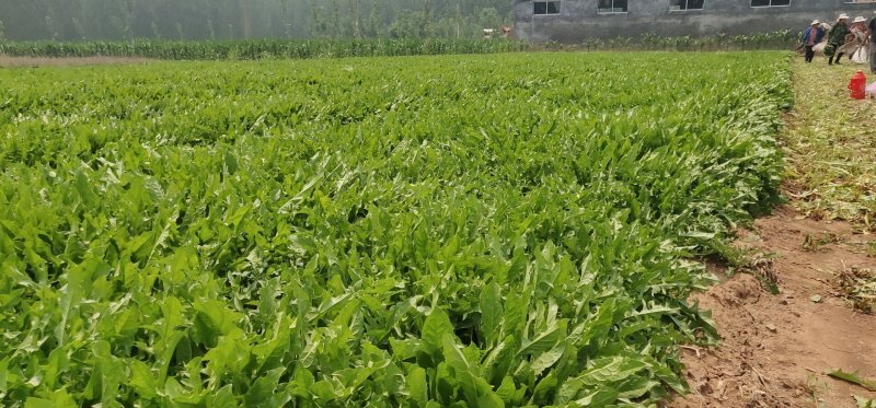 蒲公英茶绿茶工艺炒制味道香