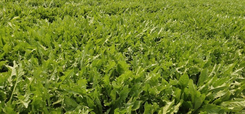 蒲公英茶绿茶工艺炒制味道香