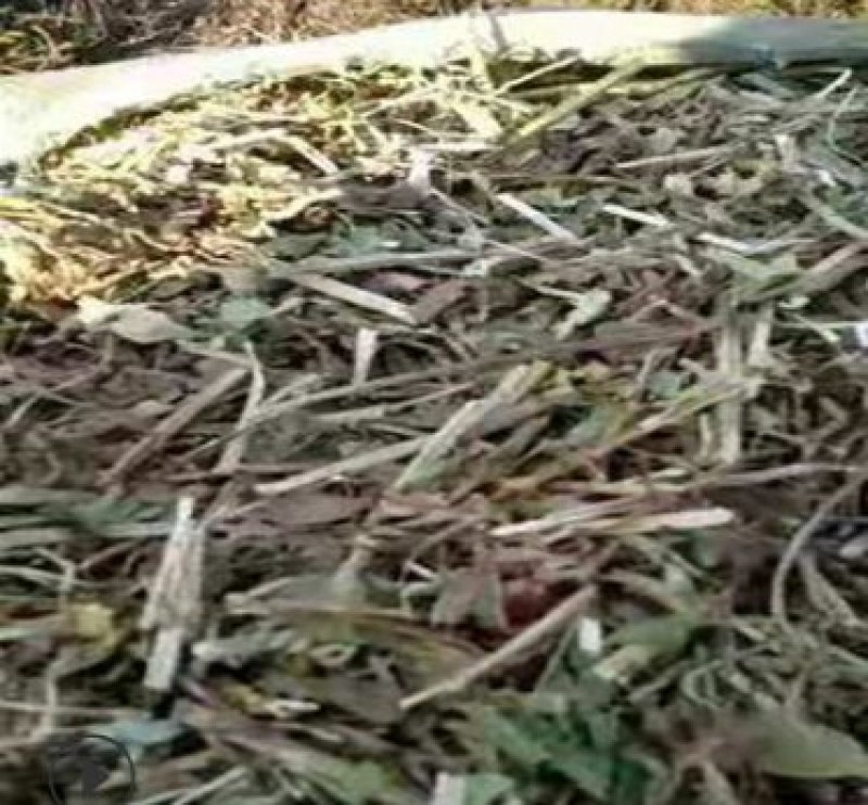 厂家直销牛羊畜牧草饲料优质花生秧干草料花生秸秆青贮粗饲