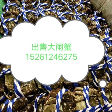 大闸蟹